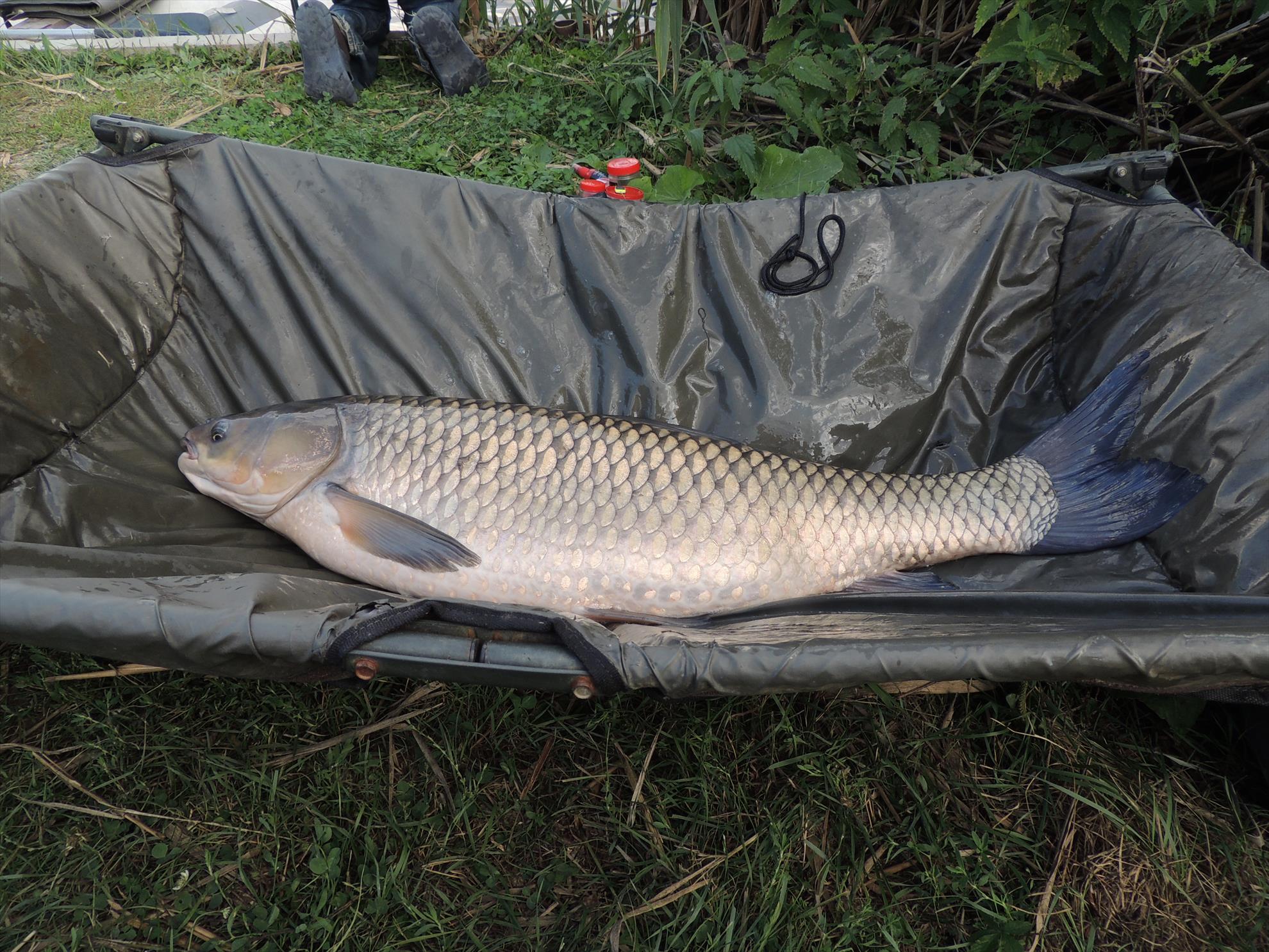 Tancabesti 12 - 14 sep. - dscn6619.JPG